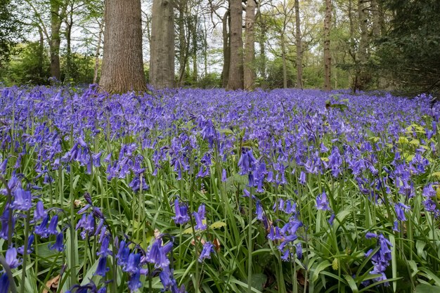 Bluebells w Staffhurst Woods w pobliżu Oxted Surrey