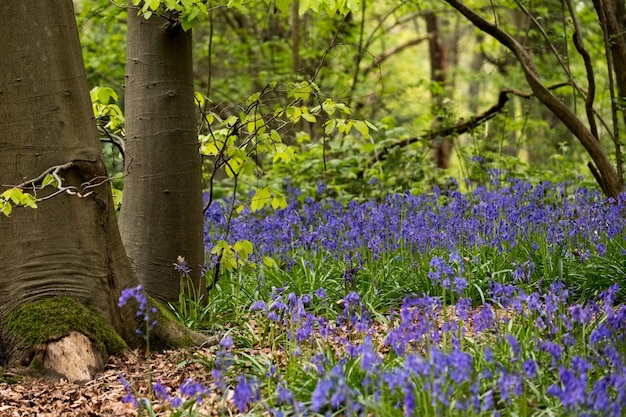 Bluebells w Staffhurst Woods w pobliżu Oxted Surrey