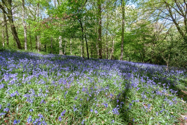 Bluebells w Staffhurst Woods w pobliżu Oxted Surrey