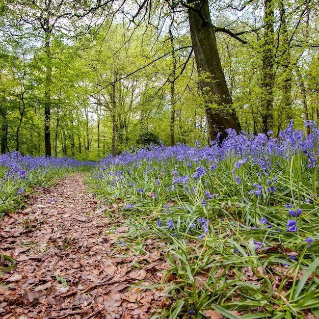 Bluebells w Staffhurst Woods w pobliżu Oxted Surrey