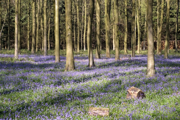 Bluebells w Wepham Wood