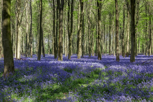 Bluebells w Wepham Wood