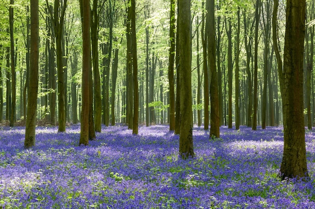 Bluebells w Wepham Woods