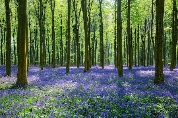 Bluebells w Wepham Woods