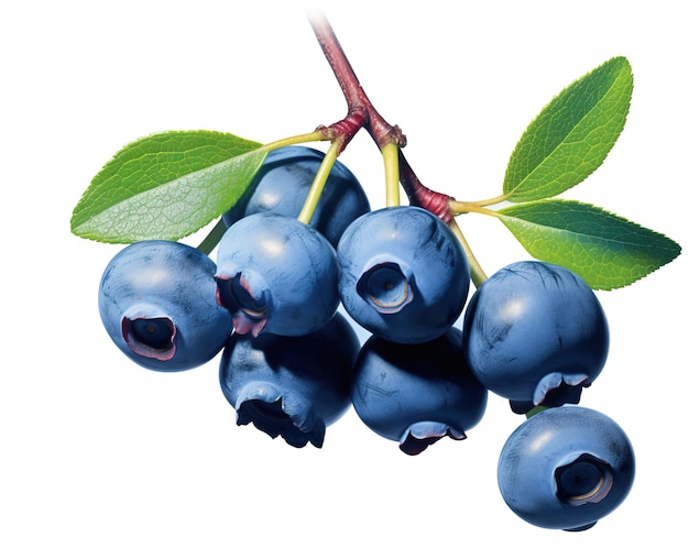 Blueberry wyizolowane na tle