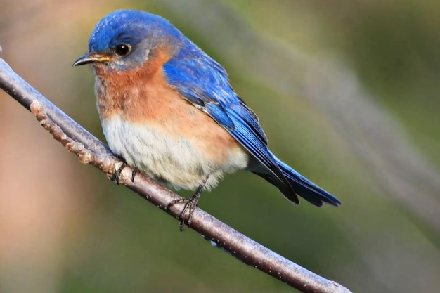 Zdjęcie bluebird siedzi na gałęzi z napisem blue