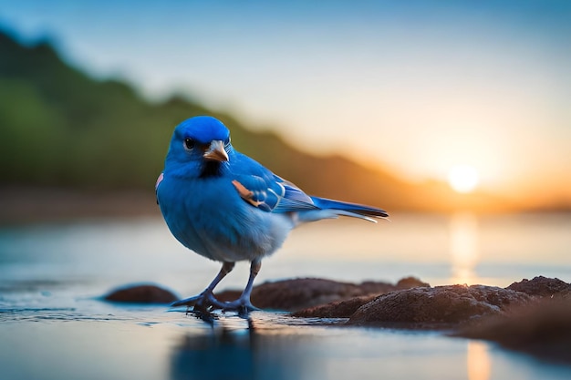 Bluebird stoi na skale przed zachodem słońca.