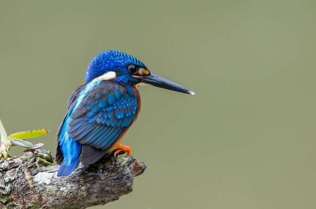 Blueeared Kingfisher Alcedo menining na gałęzi drzewa