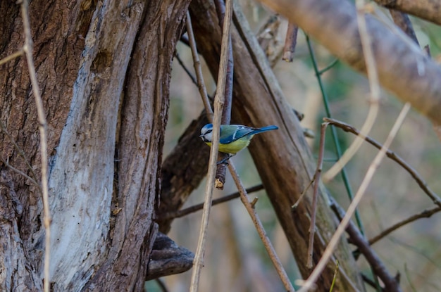 Bluetit na starym drzewie