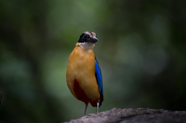 Bluewinged PittaMoluccan Pitta na kamieniu w parku Tajlandii