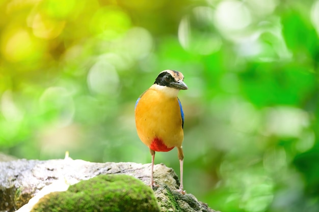 Bluewingedpitta To Rodzaj Ptaka, Na Który Zwracają Uwagę Obserwatorzy Ptaków Ze Względu Na Piękne Kolory I Piękny śpiewny Głos