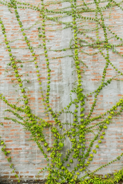 Bluszcz roślina na starej ścianie
