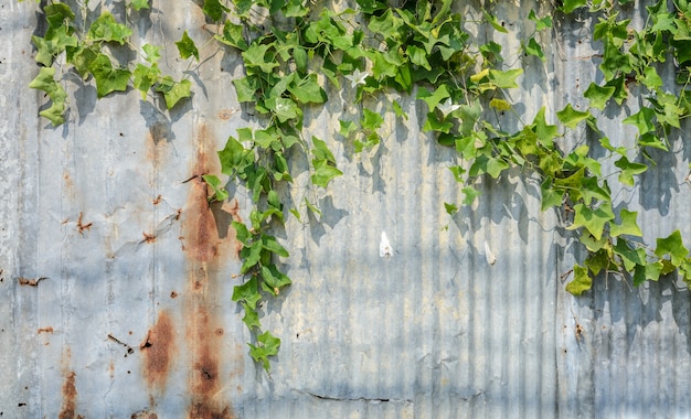 Bluszcz tykwa lub roślina Coccina Grandis na ścianie z tektury falistej