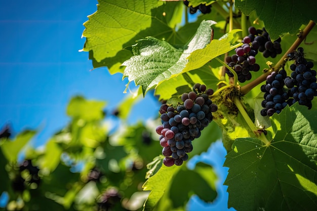 Błyszcząca winnica z soczystego fioletowego winogrona generatywnego IA
