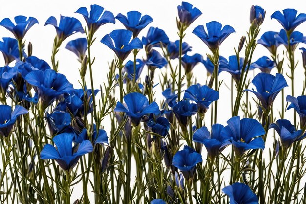 Zdjęcie błyszczące niebieskie kwiaty lnu na białym tle