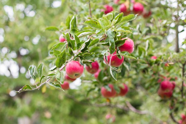 Błyszczące pyszne jabłka zwisające z gałęzi drzewa w sadzie jabłkowym