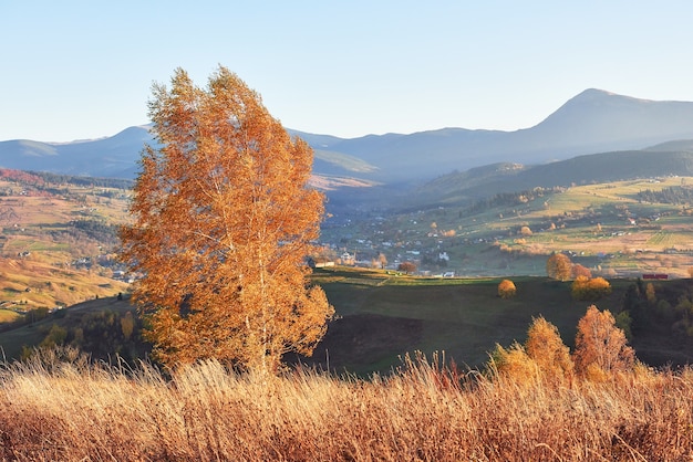 Błyszczący buk na zboczu wzgórza ze słonecznymi belkami w górskiej dolinie.