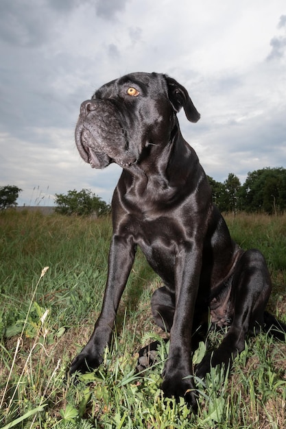 Błyszczący czarny futro cane corso pies na łące zastrzelony obiektywem szerokokątnym