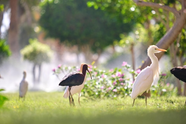 Błyszczący Dziki Ptak Ibis, Znany Również Jako Plegadis Falcinellus, Chodzący Latem Po Zielonym Trawniku.