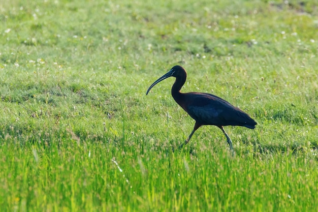 Błyszczący Ibis Plegadis falcinellus ptak brodzący w naturalnym środowisku