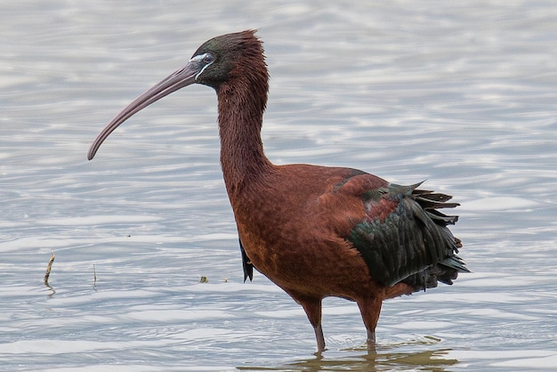 Błyszczący ibis Plegadis falcinellus to ptak wodny Pelecaniformes oraz rodzina ibisów i łyżki Threskiornithidae pospolita w aiguamolls emporda śródziemnomorska girona hiszpania