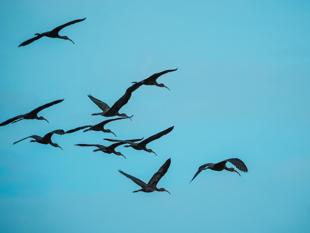 Zdjęcie błyszczący ibis ptaki