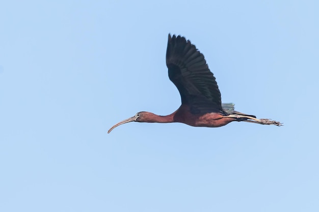 Błyszczący Ibis W Locie (plegadis Falcinellus)