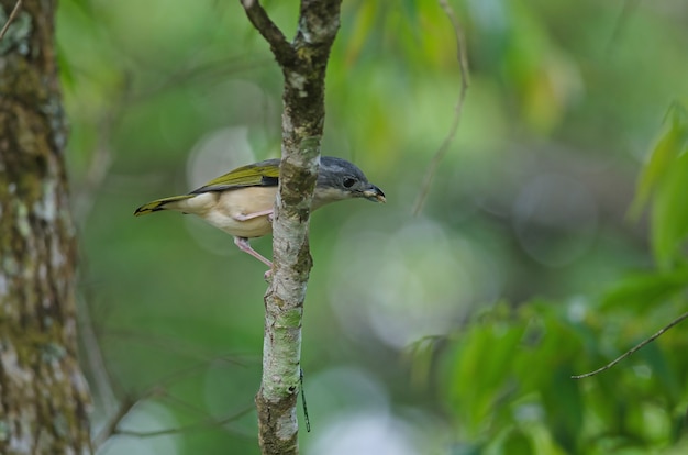 Blyth&#39;s Shrike-papla na drzewie