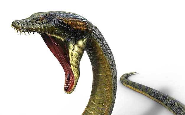 Boa Constrictor Największy Na świecie Venomous Snake