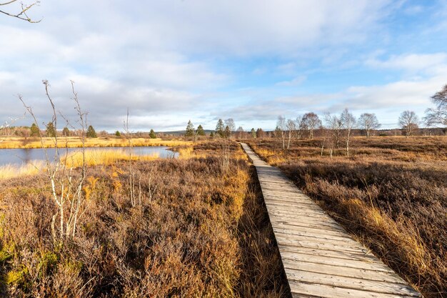 Boardwalk Myślał, że Moorland Of The High Fens W Belgii Jesienią