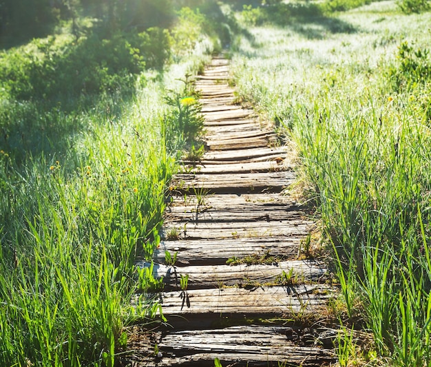 boardwalk