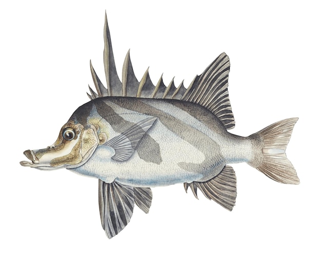 Boarfish png morskie stworzenie vintage rysunek ręcznie narysowany clipart