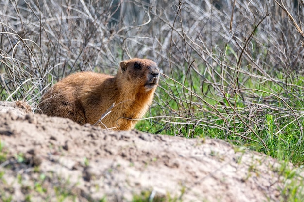 Bobak świstak lub marmota bobak w stepie