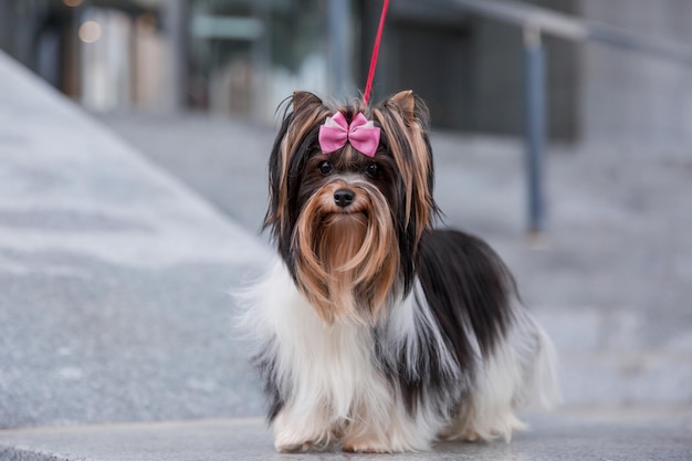 Bóbr Yorkshire Terrier pies na spacerze. Ładny futrzany pies w mieście. Miejski pies