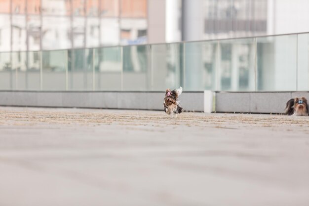 Bóbr Yorkshire Terrier pies na spacerze. Ładny futrzany pies w mieście. Miejski pies