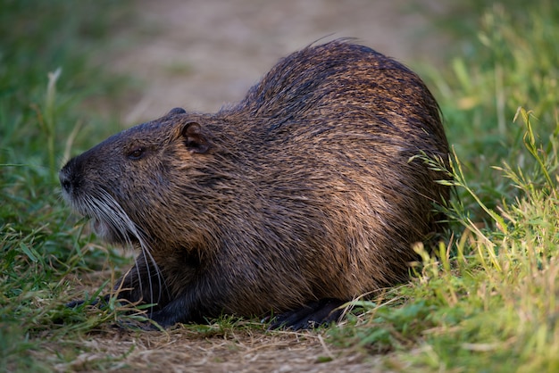 Bobroszczur zwany także Nutrią