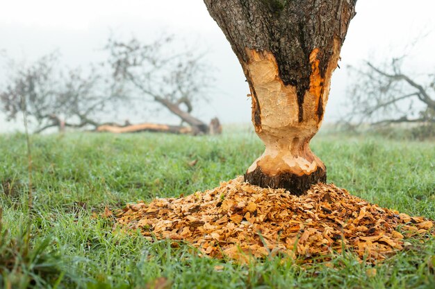 Zdjęcie bobry poważnie uszkodziły i wycięły drzewa jabłkowe na plantacji