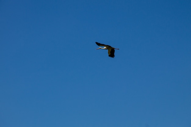 Bocian biały (Ciconia ciconia) w locie