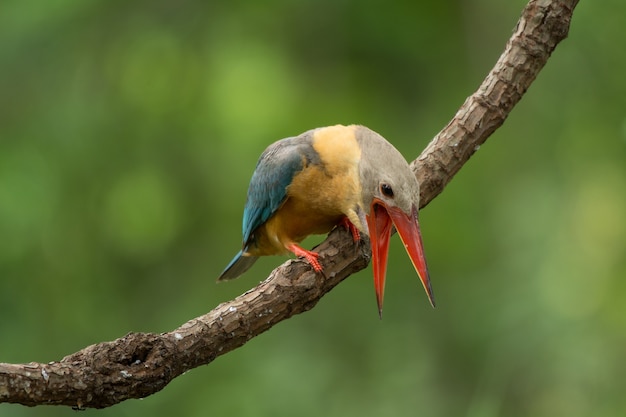 Bocian zapowiadany przez bociana; Pelargopsis capensis