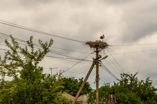 Bociany w gnieździe na wysokim słupie elektrycznym