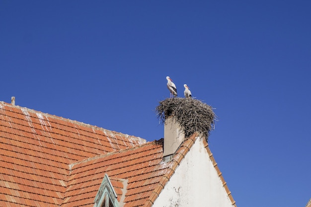 Bociany w Ifrane, szwajcarska wioska Maroko