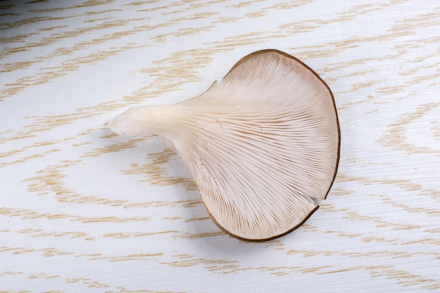 Boczniak ostrygowaty lub grzyb Pleurotus ostreatus