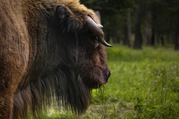 Zdjęcie boczny portret dzikiego bizona europejskiego w bliskim ujęciu rezerwatu leśnego