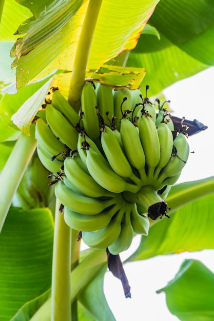 Boczny widok Bananowa wiązka surowy na bananowym drzewie