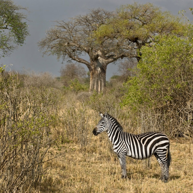 Boczny widok zebry pozycja w obszarze trawiastym, Tanzania