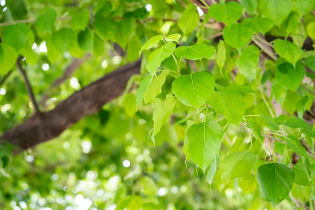 Bodhi Drzewny liść zielony tło