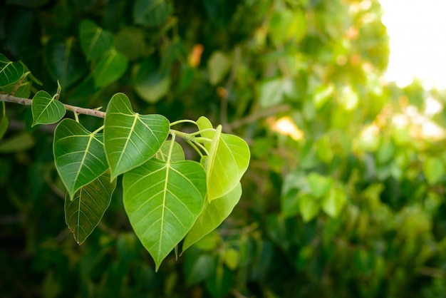 Bodhi lub Peepal Leaf z drzewa Bodhi