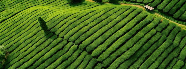Bogata plantacja zielonej herbaty z góry