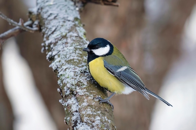 Bogatka na gałęzi Parus major