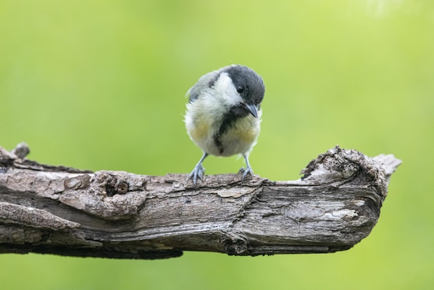 Bogatka Parus Major Bogatka W Naturalnym środowisku Na Gałęzi